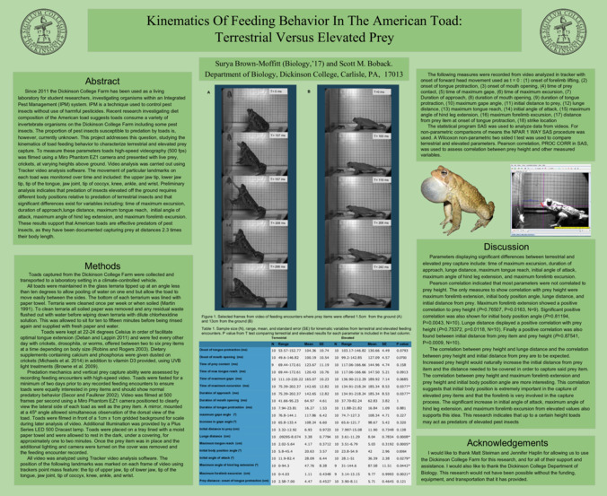 Kinematics Of Feeding Behavior In The American Toad: Terrestrial Versus Elevated Prey Thumbnail